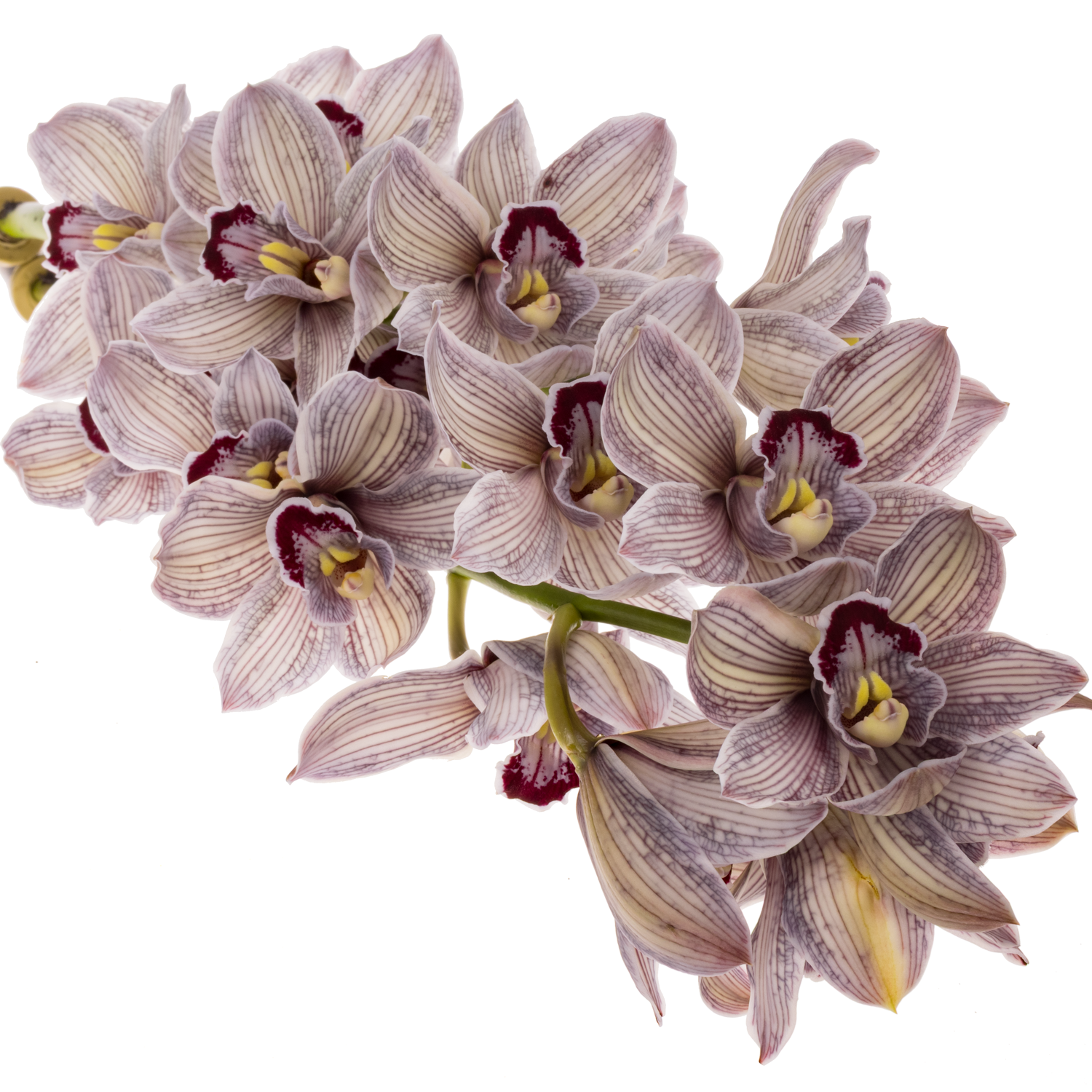 Cymbidium schwarz Black Pearl gefärbt 80cm 13+Blüte
