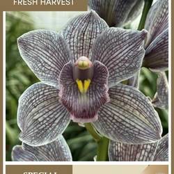 Cymbidium schwarz Black Pearl gefärbt 80cm 13+Blüte