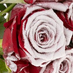 Rose rot Frost Red Naomi 70cm