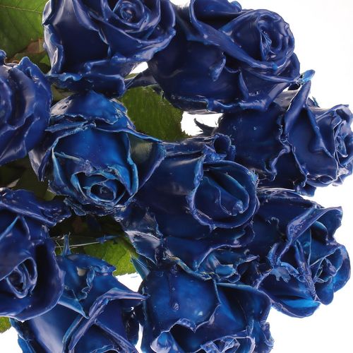 Rose blau Wachs (W5)  70cm