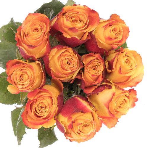 Rose orange/rot Silantoi (Ec) 50cm X10