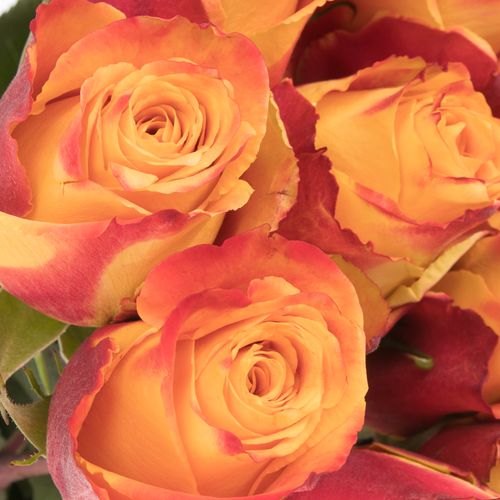 Rose orange/rot Silantoi (Ec) 50cm X10