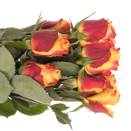 Rose orange/rot Silantoi (Ec) 50cm X10