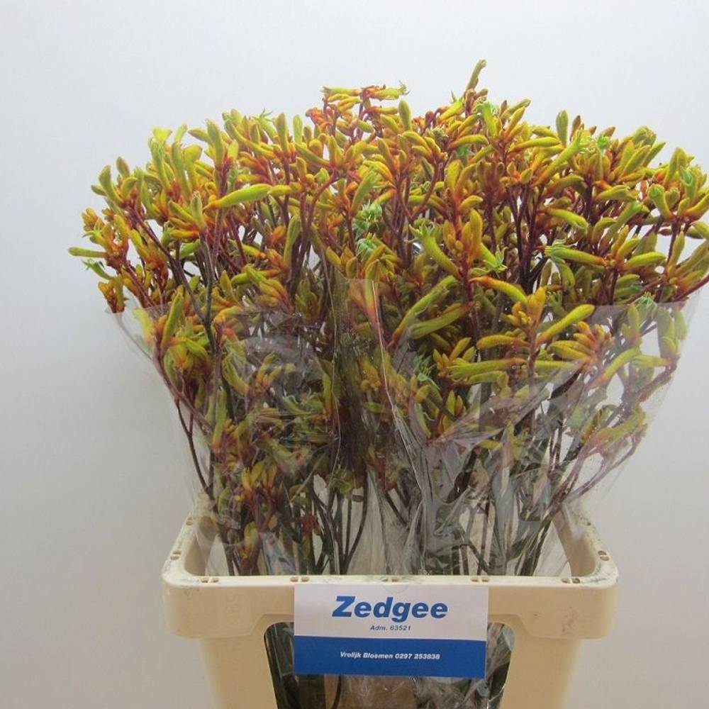 Kangeroo senf Orange Velvet 70cm