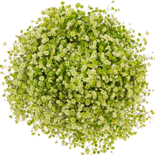 Gyps grün apple grosse grosse Blüte 80 cm