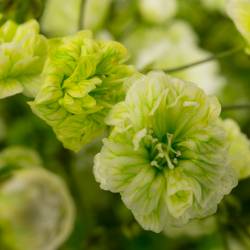Gyps grün apple grosse grosse Blüte 80 cm