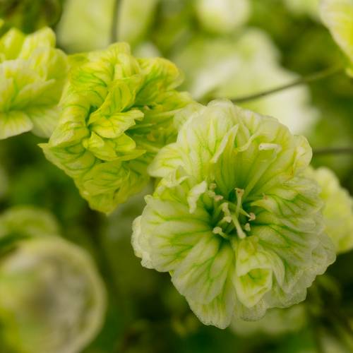 Gyps grün apple grosse grosse Blüte 80 cm