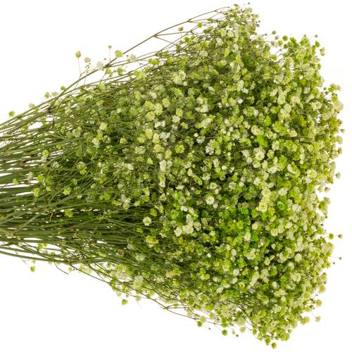 Gyps grün apple grosse grosse Blüte 80 cm