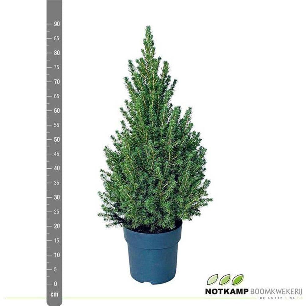 Picea Conica 60-70cm T23 H080