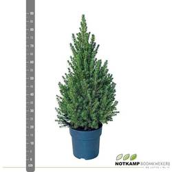 Picea Conica 60-70cm T23 H080