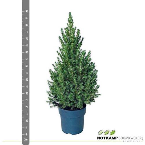 Picea Conica 60-70cm T23 H080