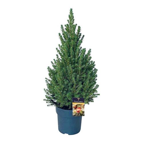Picea Conica 60-70cm T23 H080
