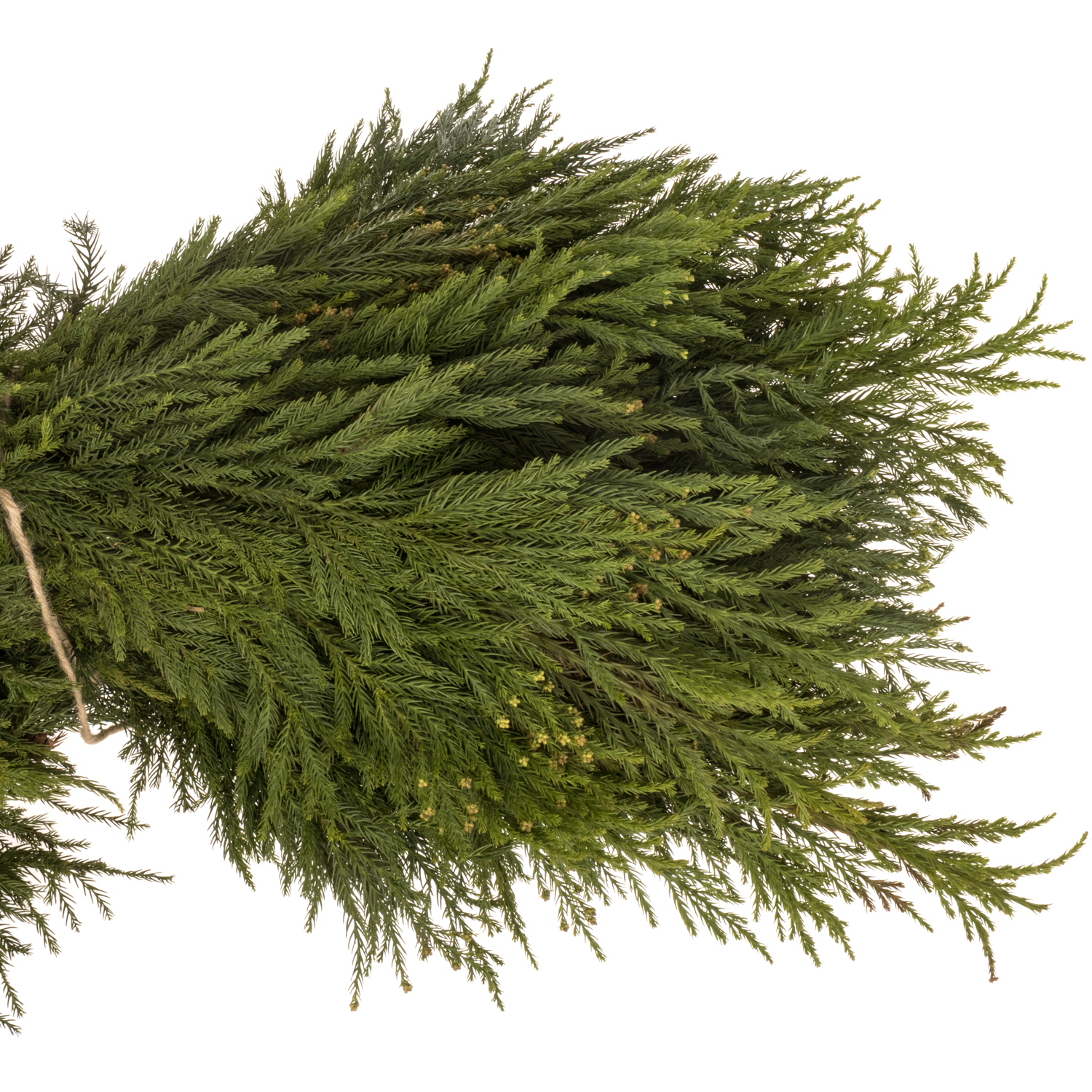 Cryptomeria  grün 5kg Buendel