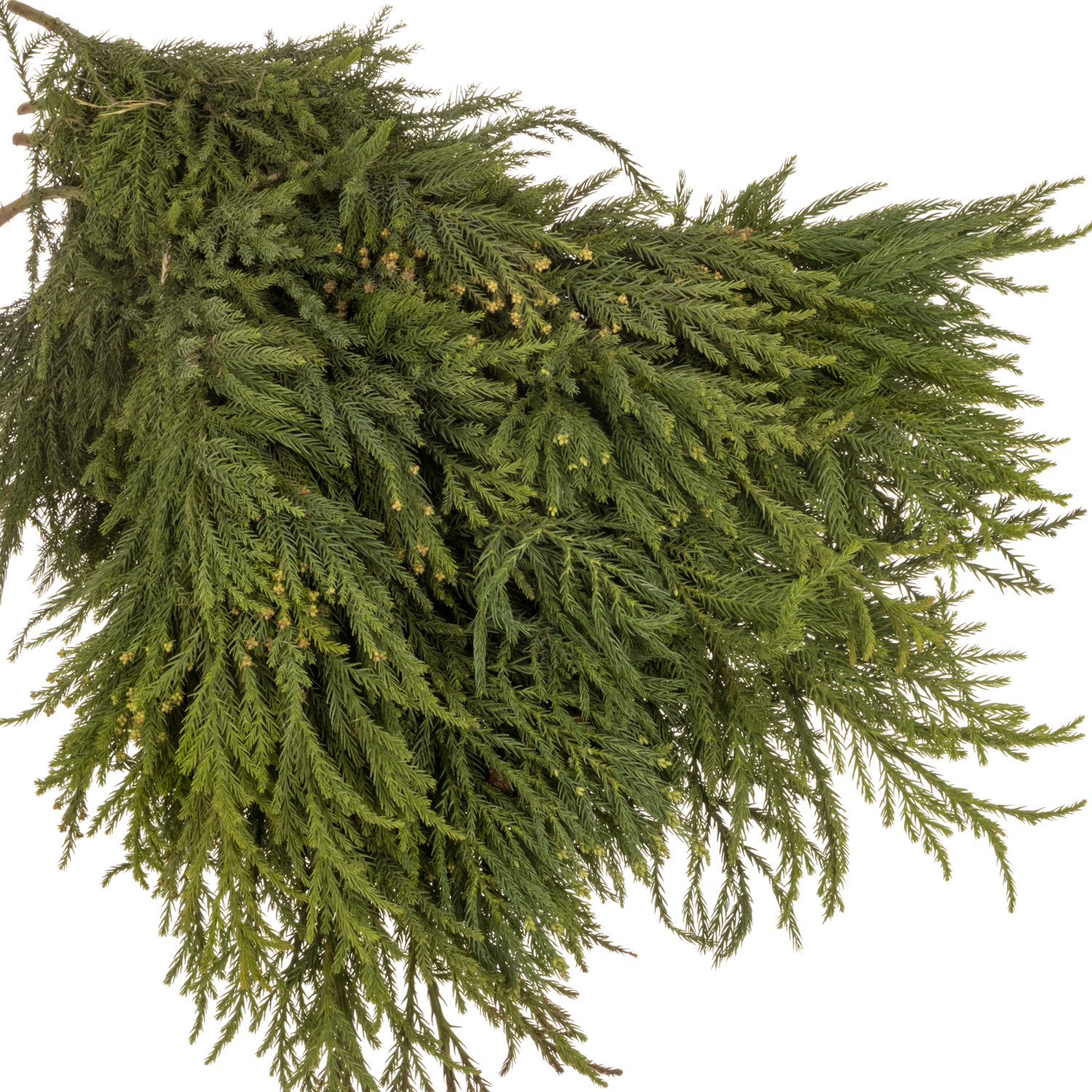 Cryptomeria  grün 5kg Buendel