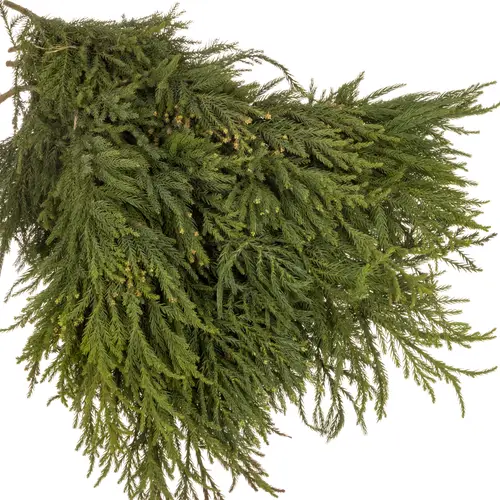 Cryptomeria  grün 5kg Buendel