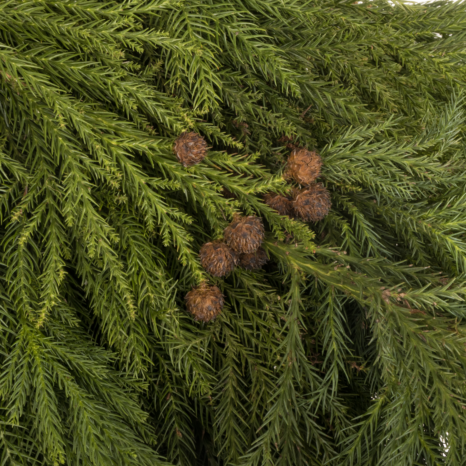 Cryptomeria  grün 5kg Buendel