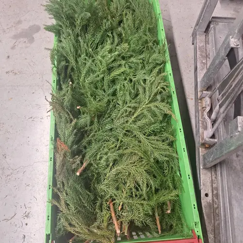 Cryptomeria  grün 5kg Buendel