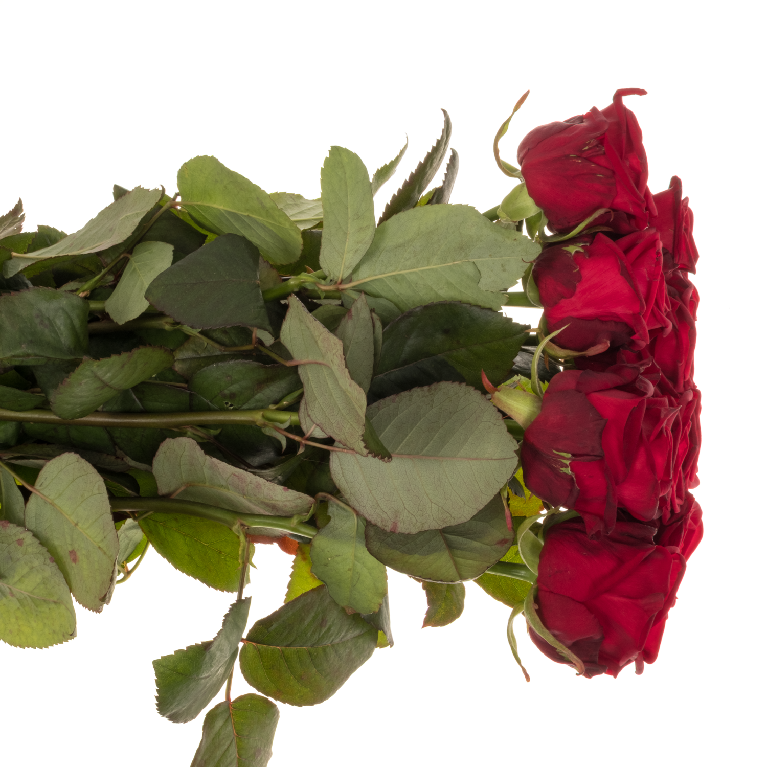 Rose dunkel rot Red Naomi Romantic XL (Ende) 60cm