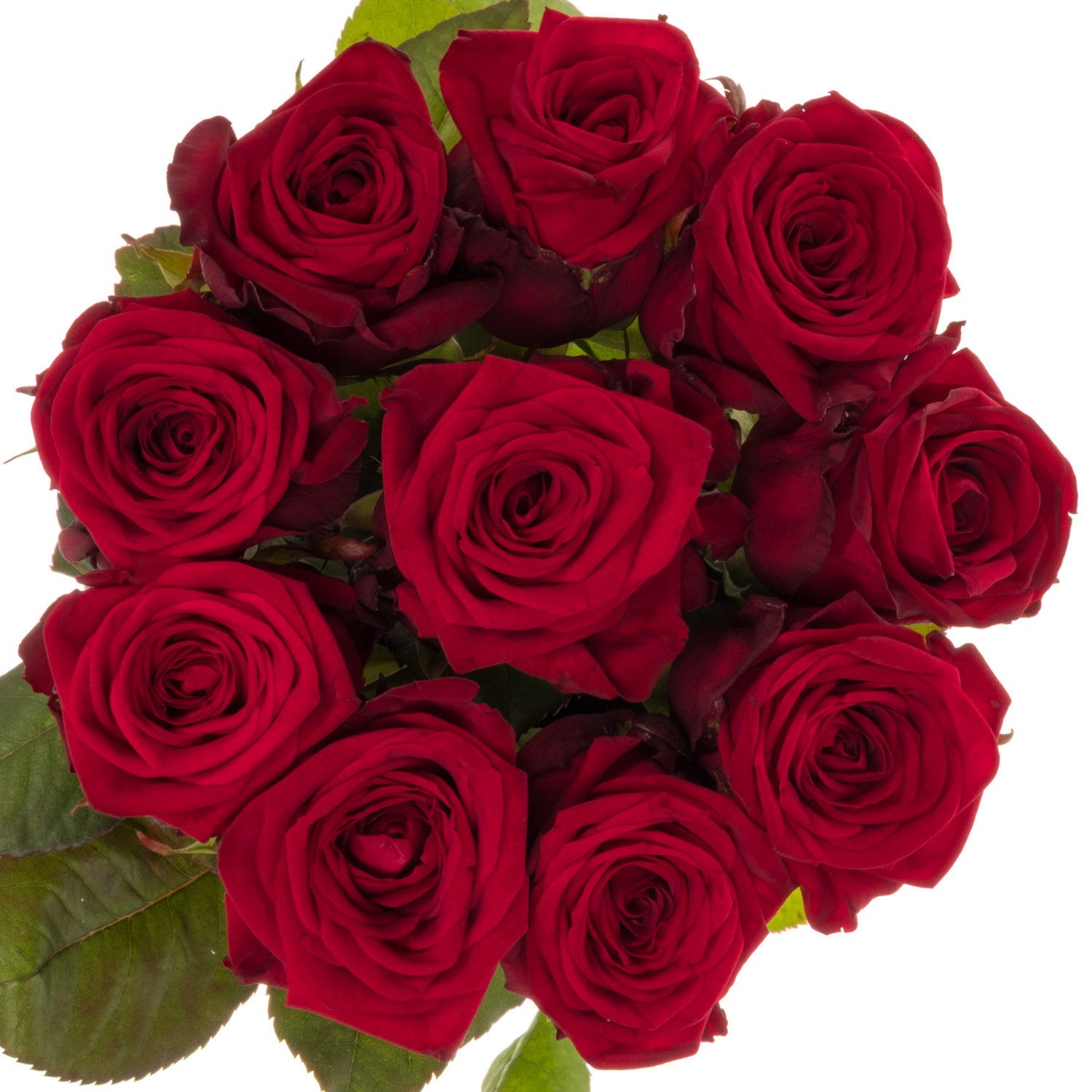 Rose dunkel rot Red Naomi Romantic XL (Ende) 60cm