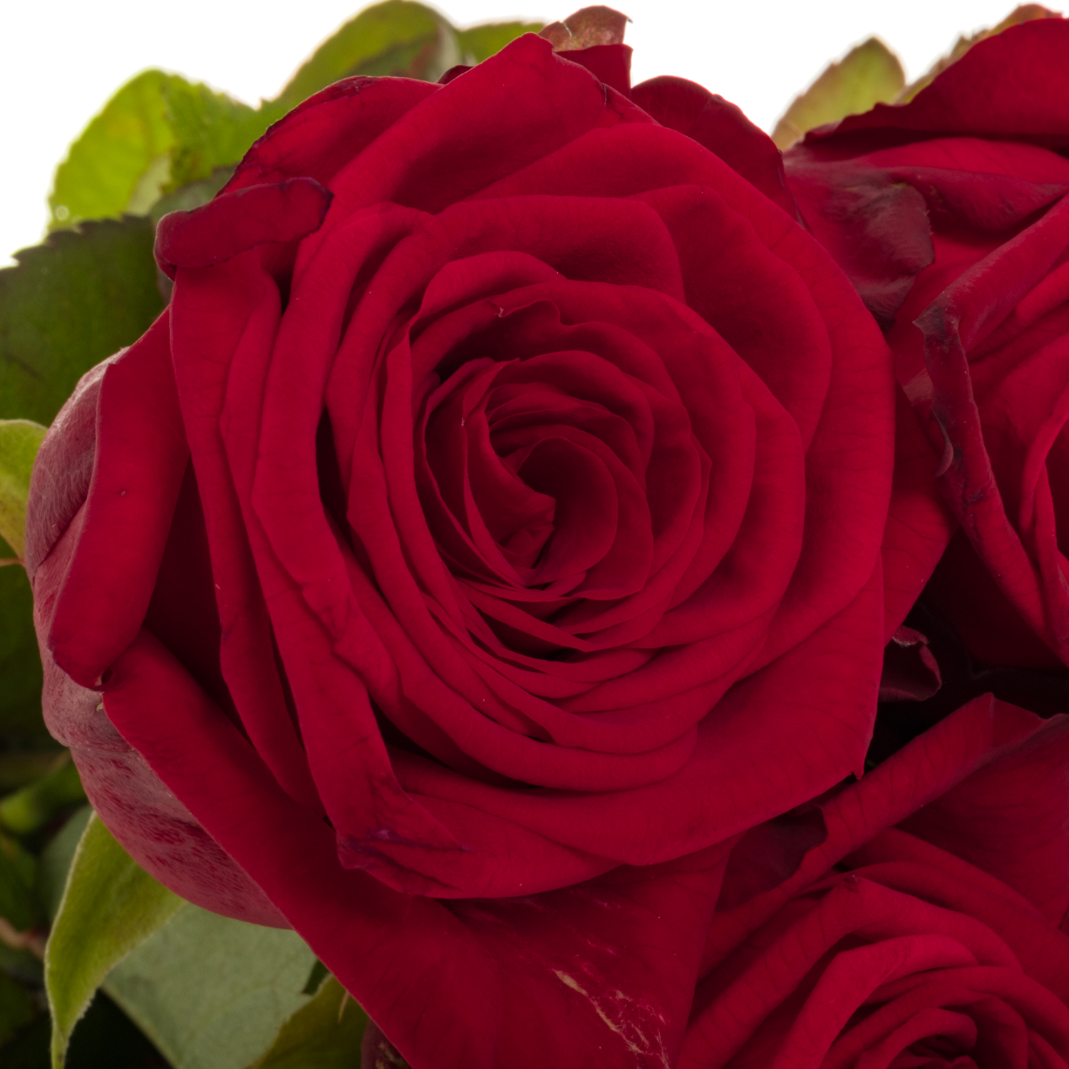 Rose dunkel rot Red Naomi Romantic XL (Ende) 60cm