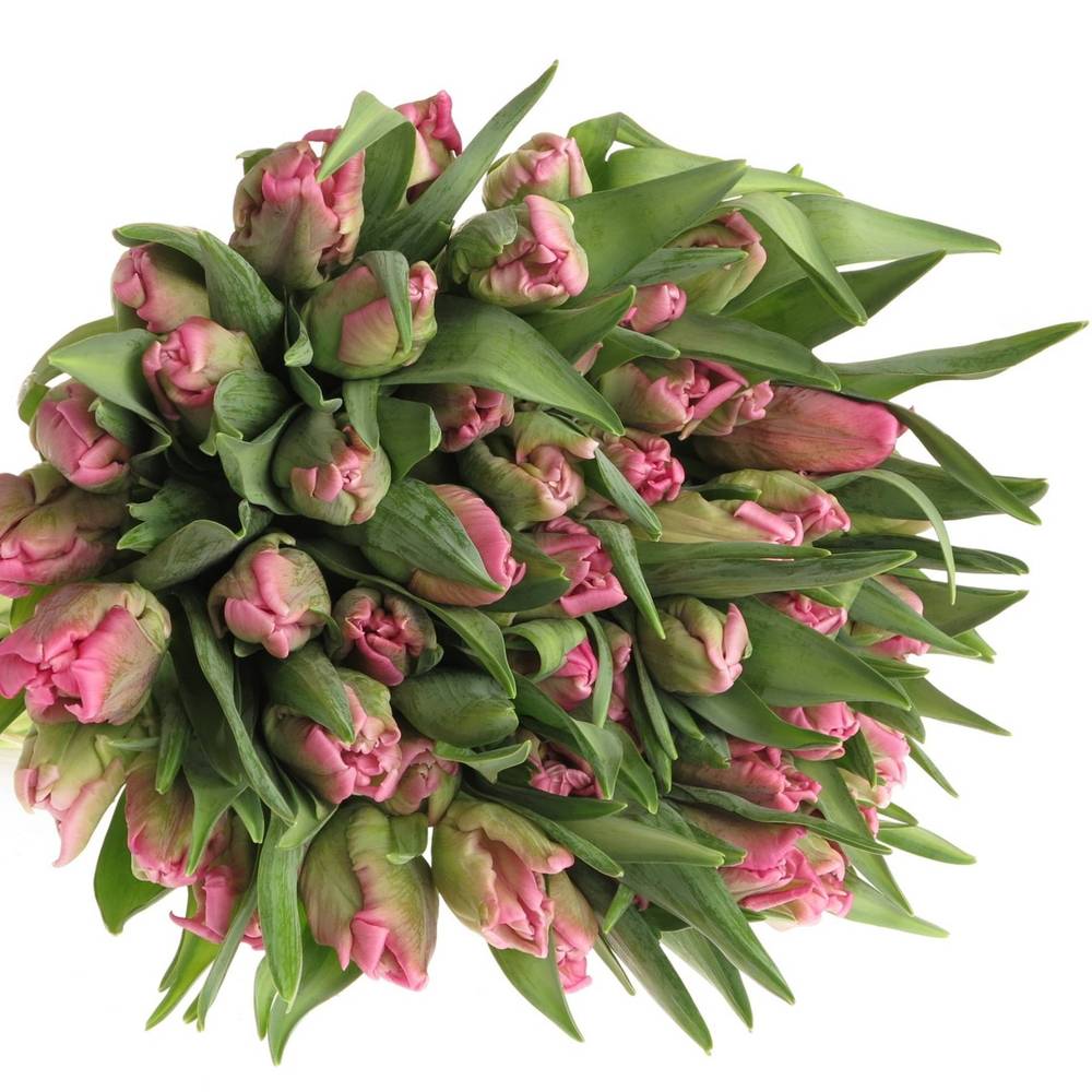 Tulpe pink Papageien Gander Parrot 36 Gramm
