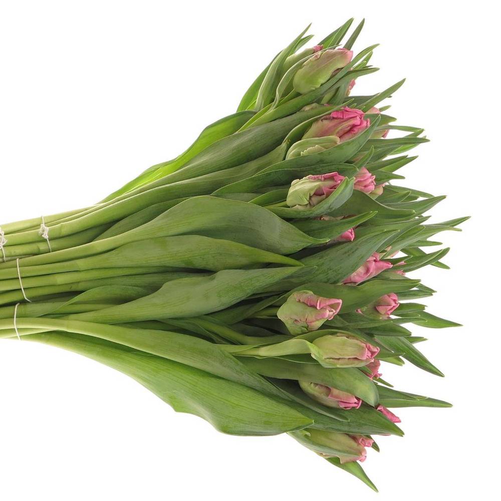 Tulpe pink Papageien Gander Parrot 36 Gramm