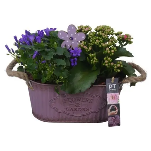 Garten.Arr PTSO6001 T24 H022