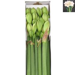 Amaryllis Krt.weiss/rot Nympf X8