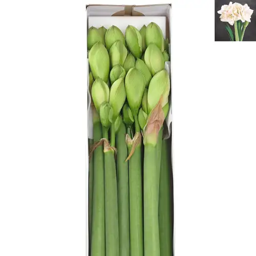 Amaryllis Krt.weiss/rot Nympf X8