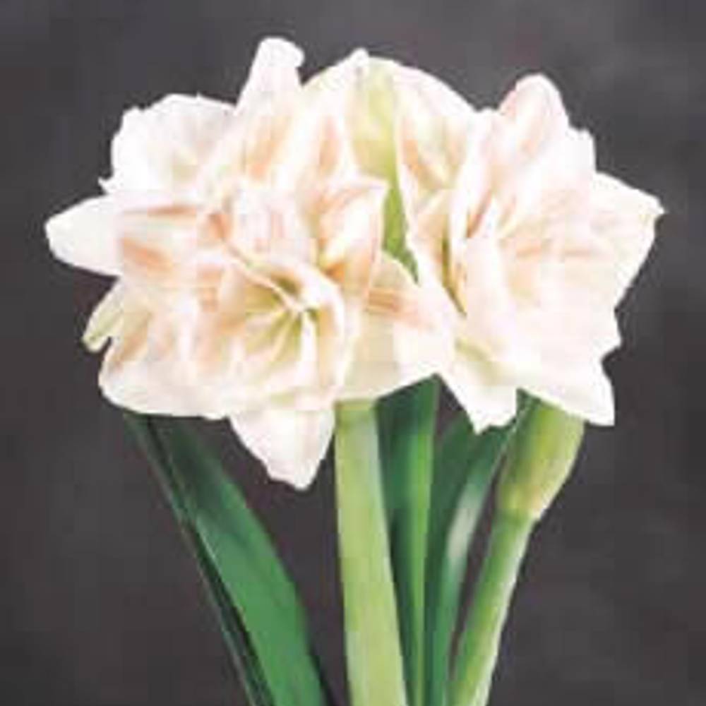 Amaryllis Krt.weiss/rot Nympf X8