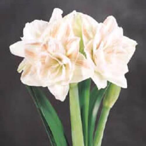 Amaryllis Krt.weiss/rot Nympf X8