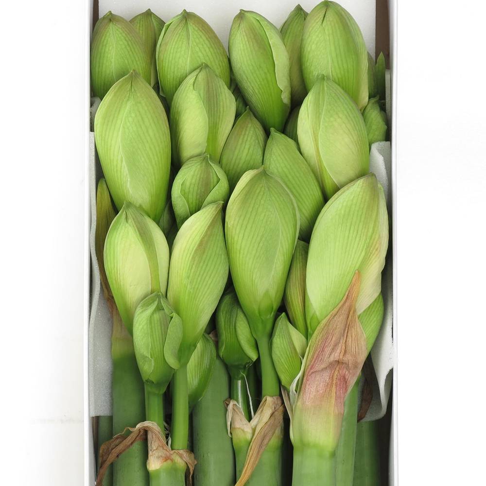 Amaryllis Krt.weiss/rot Nympf X8