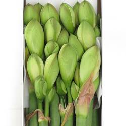 Amaryllis Krt.weiss/rot Nympf X8