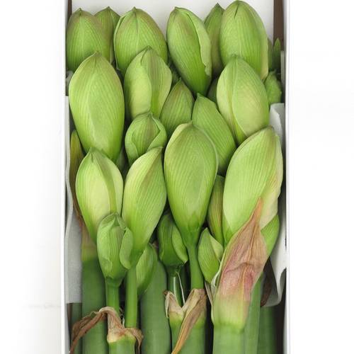 Amaryllis Krt.weiss/rot Nympf X8