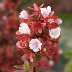 Abelia Grandiflora rosa Mystic Daydream T17 H030