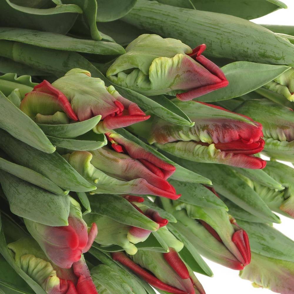 Tulpe rot Seadov Parrot Triflor 34 Gramm