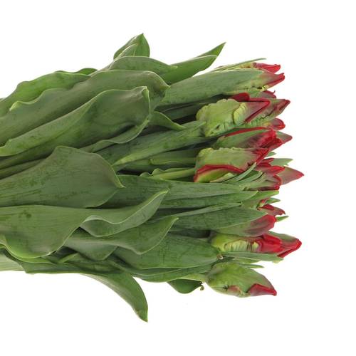 Tulpe rot Seadov Parrot Triflor 34 Gramm