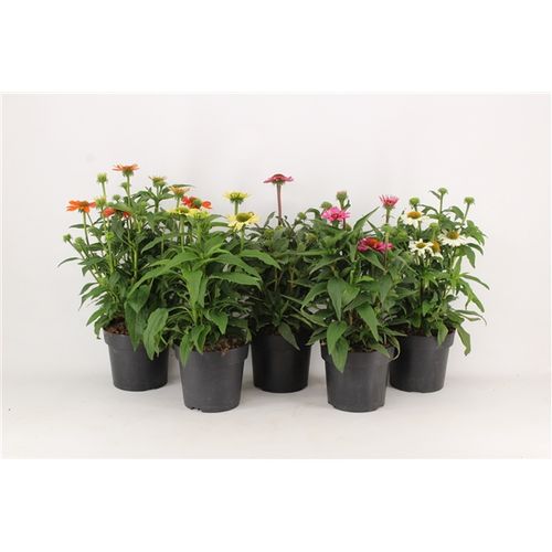 Echinacea mix T17 H40