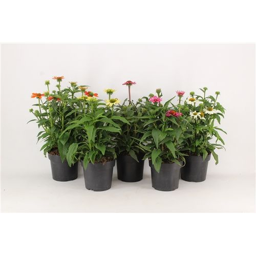 Echinacea mix T17 H40