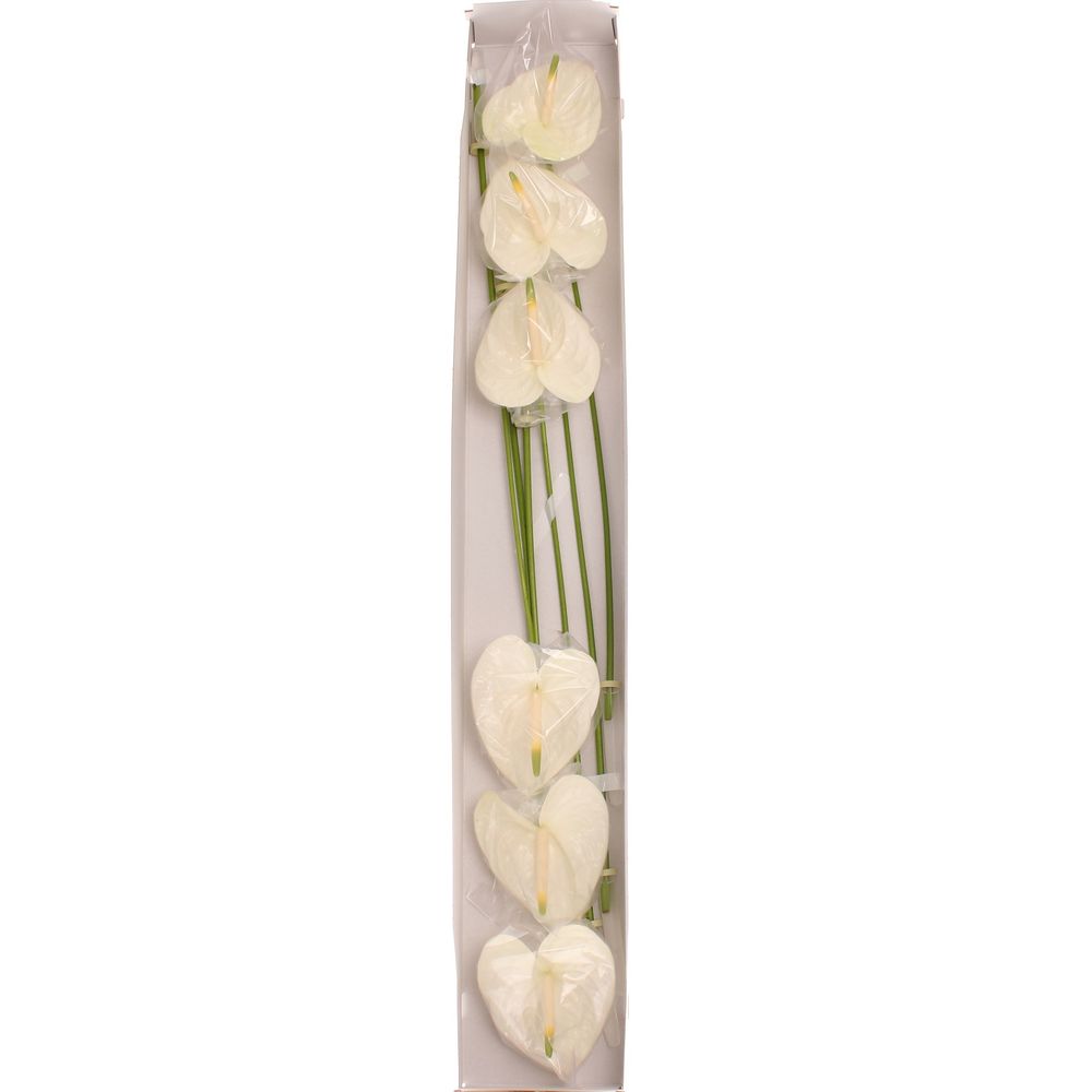 Anthurium creme Moments Blüte 9cm