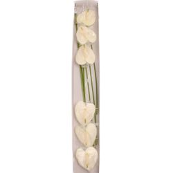 Anthurium creme Moments Blüte 9cm