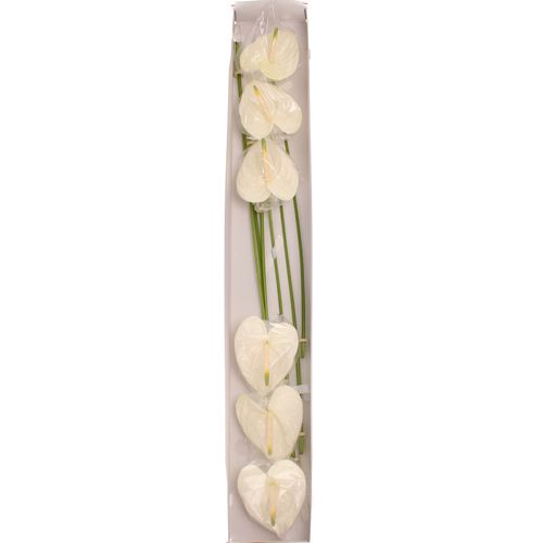 Anthurium creme Moments Blüte 9cm