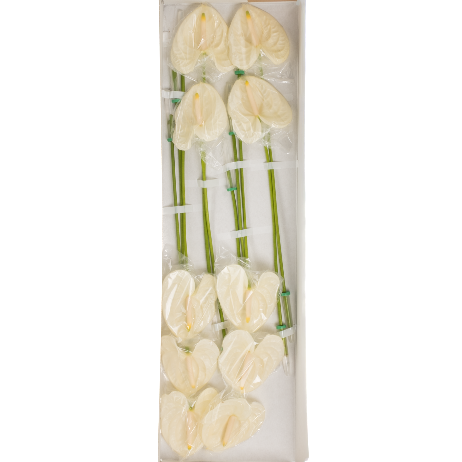 Anthurium creme/weiss Moments Blüte 9cm