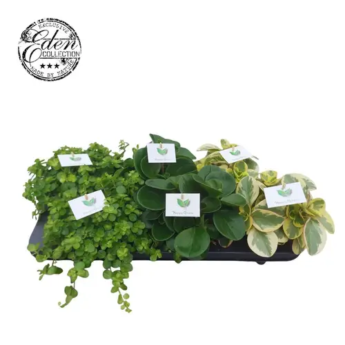 Peperomia Exclusiv mix T12 H020