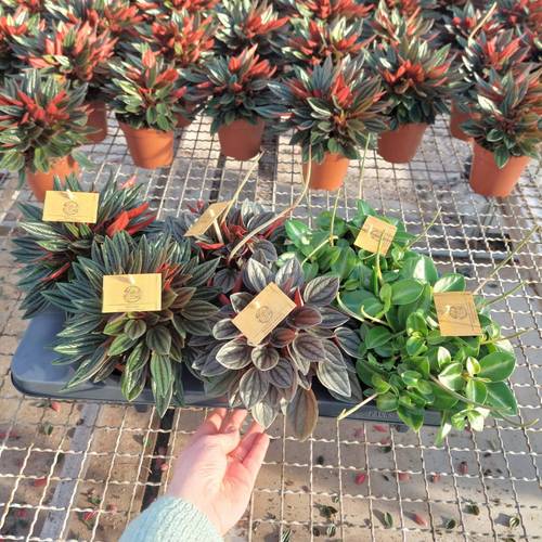 Peperomia Exclusiv mix T12 H020