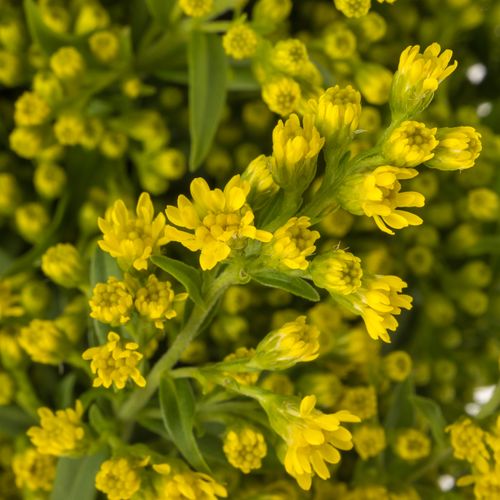 Solidago gelb Golden Glory 30Gramm 60cm