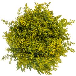 Solidago gelb Golden Glory 30Gramm 60cm