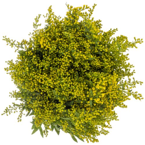 Solidago gelb Golden Glory 30Gramm 60cm
