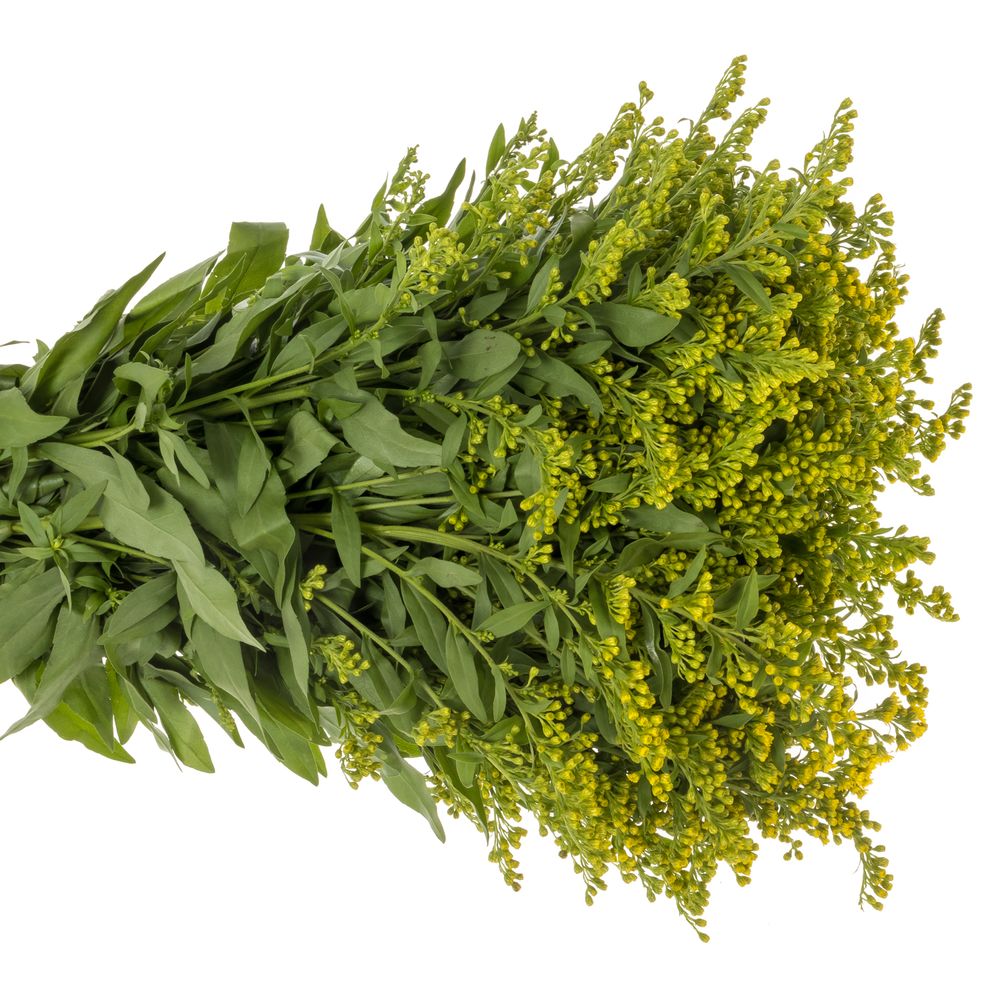 Solidago gelb Golden Glory 30Gramm 60cm