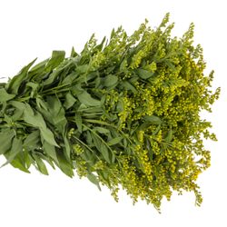 Solidago gelb Golden Glory 30Gramm 60cm
